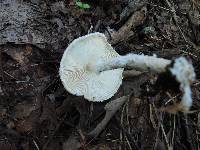 Lepiota clypeolaria image