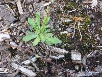 Conocybe smithii image