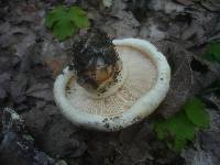 Tricholoma acerbum image