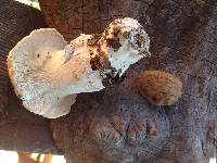 Leucopaxillus albissimus image