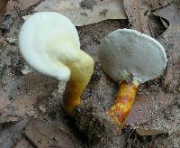 Ganoderma curtisii image