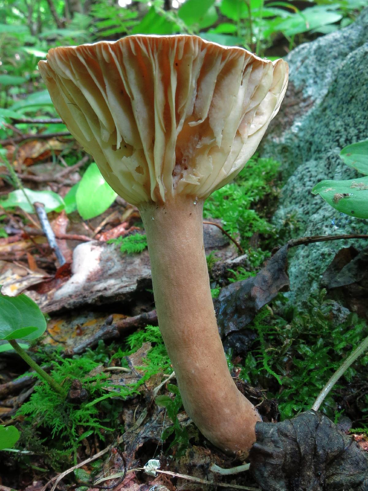 Lactifluus gerardii image