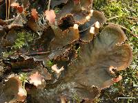 Peltigera canina image