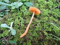 Hygrocybe mucronella image