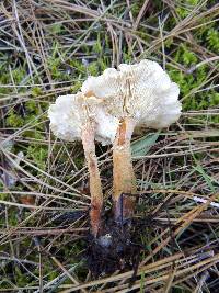 Clitocybe phaeophthalma image