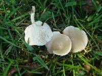 Clitocybe rivulosa image