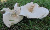 Lactarius piperatus image