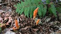 Cordyceps militaris image