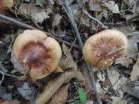 Tricholoma fulvum image