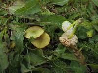 Entoloma incanum image