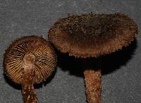 Inocybe calamistratoides image