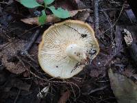 Lactarius croceus image