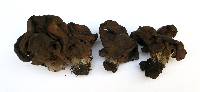 Gyromitra californica image