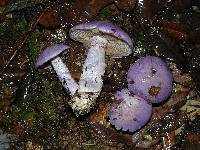 Cortinarius subfoetidus image