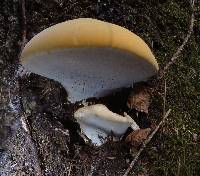 Ganoderma polychromum image