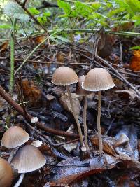 Psathyrella corrugis image