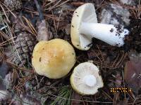 Russula claroflava image