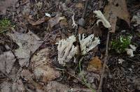 Clavulina coralloides image