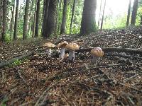 Cortinarius stillatitius image