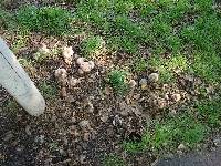 Agaricus subperonatus image