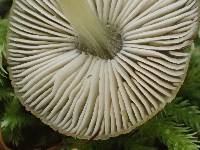 Pluteus romellii image