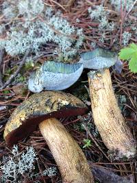 Boletus vermiculosoides image