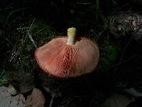 Rhodotus palmatus image