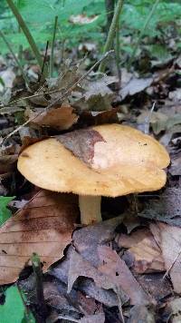 Lactarius psammicola image