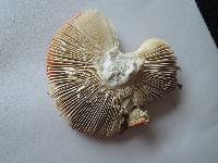 Russula aurea image