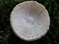 Amanita praecox image