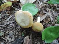 Entoloma flavifolium image