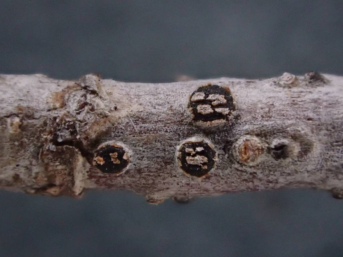 Pseudophacidium ledi image