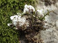 Peltigera malacea image