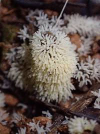 Ceratiomyxa fruticulosa var. fruticulosa image