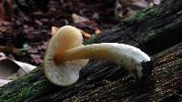 Entoloma strictius image