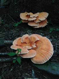 Laetiporus cincinnatus image