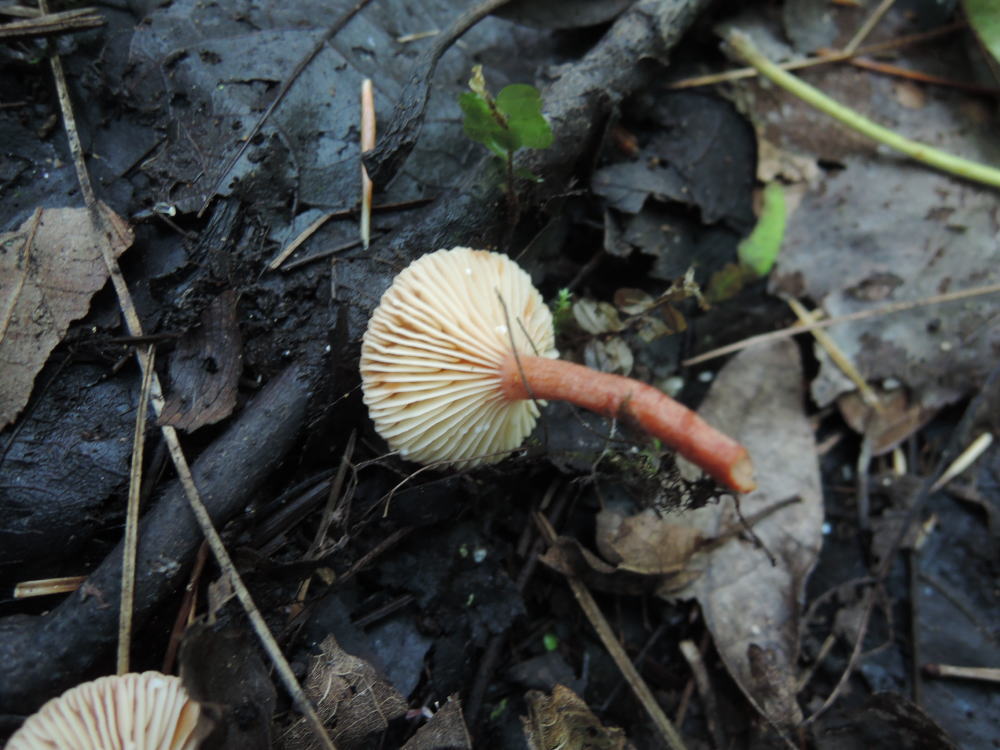 Lactarius nitidus image