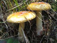 Amanita persicina image