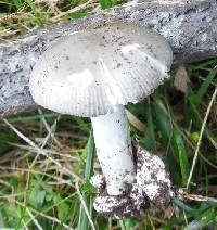 Amanita huijsmanii image