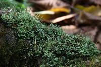 Cladonia ochrochlora image