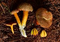 Tylopilus leucomycelinus image