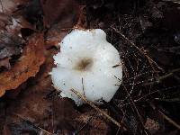 Hygrophorus occidentalis image