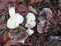 Tricholoma portentosum image