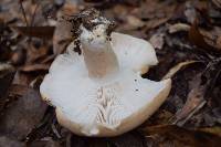 Russula compacta image