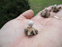 Geastrum minimum image