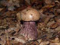 Tylopilus plumbeoviolaceus image
