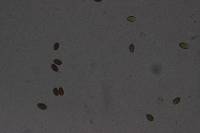 Conocybe tenera image