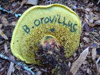 Boletus orovillus image