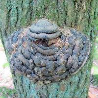 Fomitopsis ochracea image