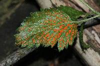 Arthuriomyces peckianus image